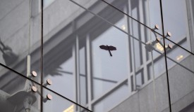 Architectural Solutions to Save Birds from Glass Collisions and Light Pollution