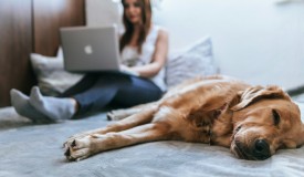 7 Pet-Friendly Interior Design Tips for a Stylish and Functional Living Space