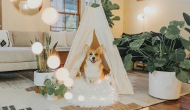 Pet-Inclusive Interior Design Solutions for Modern Living