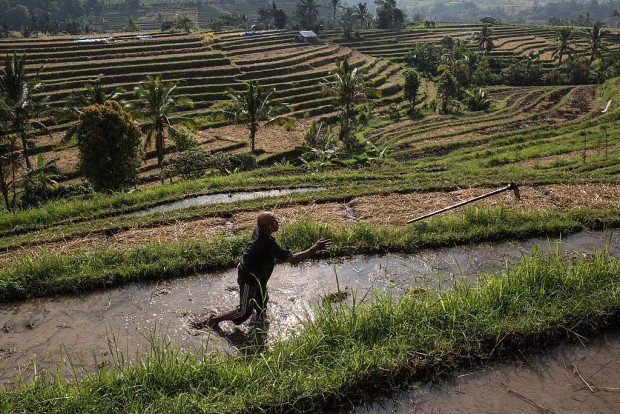 Jatiluwih Rice Farmers Prepare For The Worst As El-Nino Looms