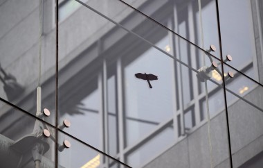 Architectural Solutions to Save Birds from Glass Collisions and Light Pollution