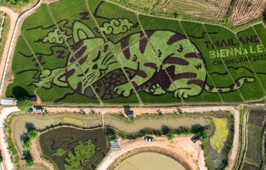 Thai Farmer Transforms Rice Fields into Cat-Themed Art: A Fusion of Tradition, Technology, and Tourism