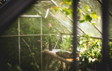 Swiss Botanical Garden Unveils Revolutionary Forest-Inspired Greenhouse