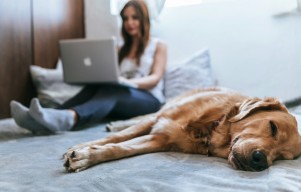 7 Pet-Friendly Interior Design Tips for a Stylish and Functional Living Space