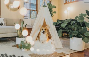Pet-Inclusive Interior Design Solutions for Modern Living