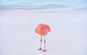 Real Flamingo Photo Wins AI Prize, Stirs Controversy at 1839 Awards