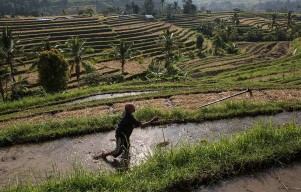 Jatiluwih Rice Farmers Prepare For The Worst As El-Nino Looms