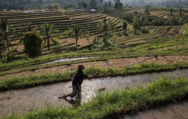 Jatiluwih Rice Farmers Prepare For The Worst As El-Nino Looms